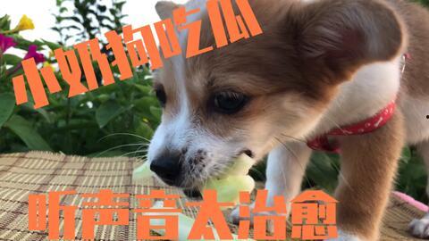 温柔吃瓜的狗狗图片