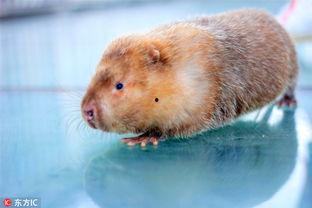 网红鼠,萌动网络，引领潮流的“鼠界明星”