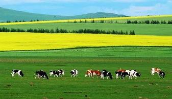 秦皇岛草原头条,探寻秦皇岛草原的自然魅力与人文风情