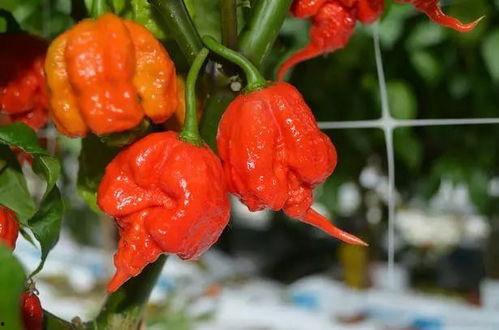 辣辣子吃瓜现场,揭秘娱乐圈幕后真相