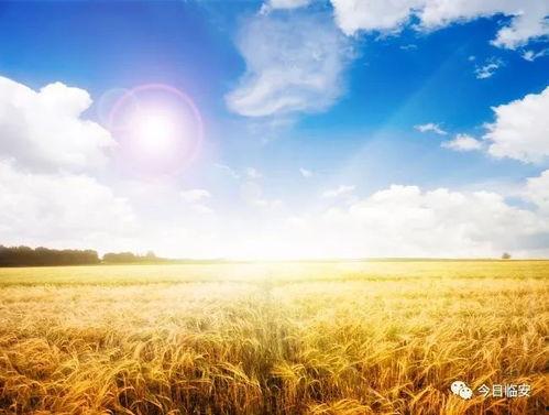 麦田谷语微头条,探寻乡村生活的诗意与美好
