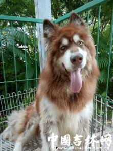 明星在权利面前都是狗,揭秘“狗”般命运