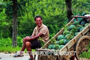 吃瓜流浪日记,一场味蕾与心灵的流浪之旅