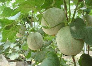 长痘可不可以吃哈密瓜,揭秘食用禁忌