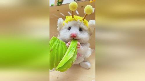 吃瓜小叭叭,揭秘娱乐圈那些不为人知的幕后故事