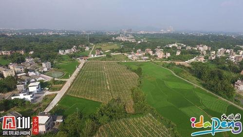 深圳沙滩今日头条新闻,游客紧急疏散，原因揭晓