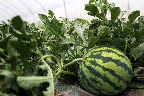 吃瓜宫廷系统,吃瓜群众揭秘皇家秘辛