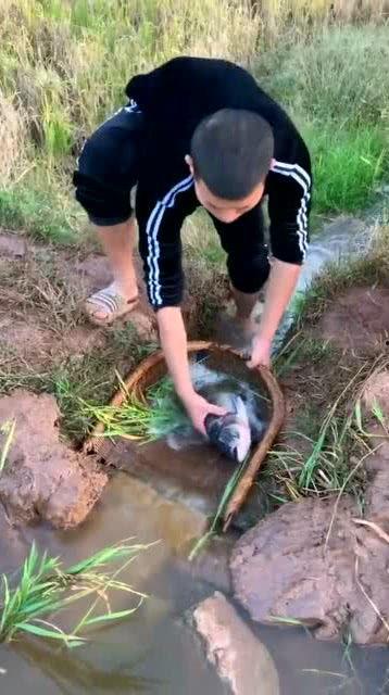 网红小伙野外抓鱼吃