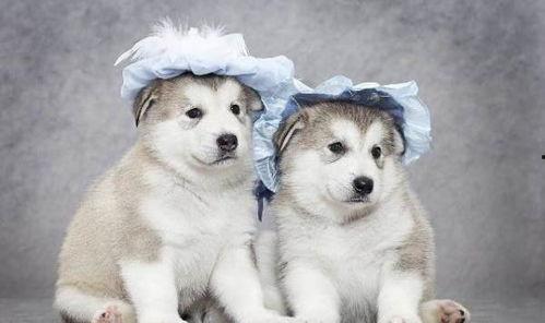 呆瓜小狗吃鸡蛋好吗,营养与安全的探讨