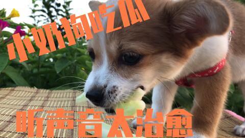 温柔吃瓜的狗狗图片,狗狗表情逗趣可爱