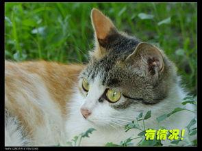 明星的小猫,揭秘明星小猫的可爱瞬间