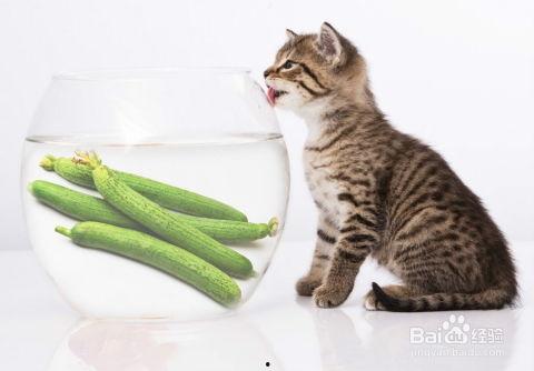 猫喜欢吃贝贝瓜