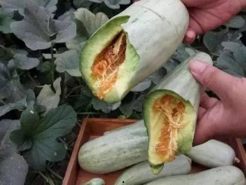 孕妇梦见吃黑皮瓜,孕妇梦见黑皮瓜的寓意与启示