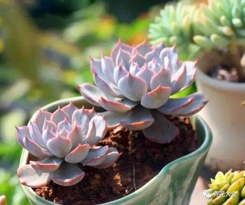 多肉吃瓜事件女孩,一场意外引发的社交风暴