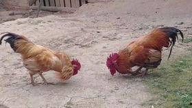 小鸡可以吃小瓜吗,探讨小鸡能否食用小瓜