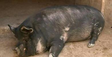 青岛网红猪,萌翻青岛城的“猪界明星”