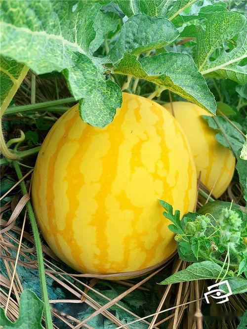 佳人有约吃瓜,一场别开生面的美食盛宴