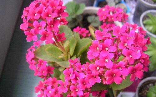 长寿花超级明星,揭秘长寿花界的璀璨之星