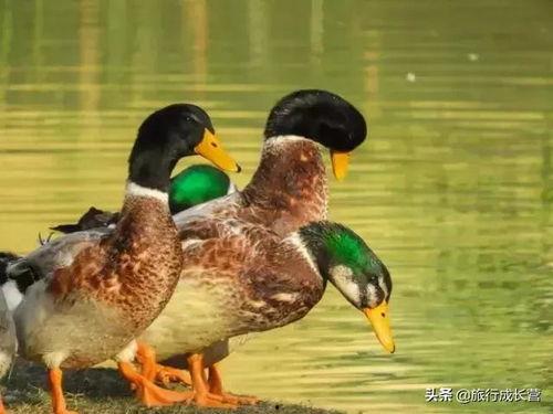网红摇摆鸭,萌动万千网友的舞蹈传奇