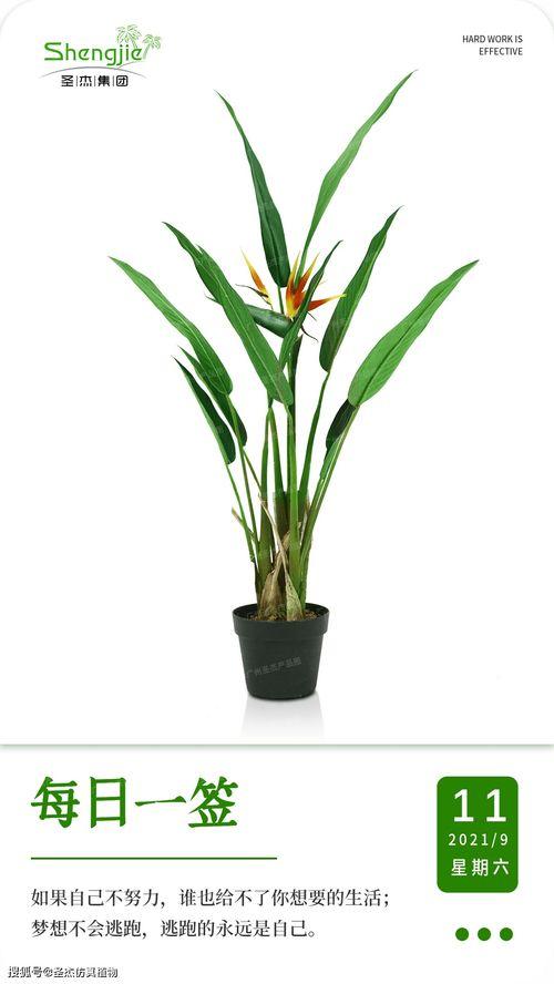 头条日签植物图片,植物图片中的生命奥秘