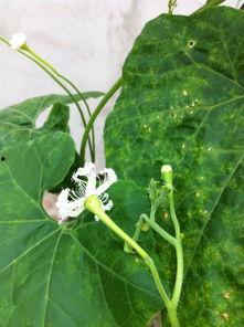 京瓜的花怎样吃