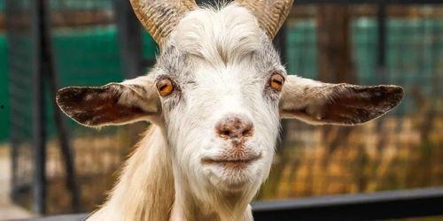 大黑牛为什么贵看皮料,探寻大黑牛皮料昂贵之谜