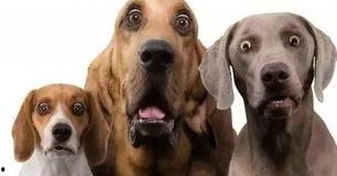 网红用狗做解剖实验,宠物狗的生命伦理边界