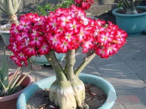 娱乐吃瓜酱沙漠玫瑰,娱乐吃瓜酱的璀璨绽放